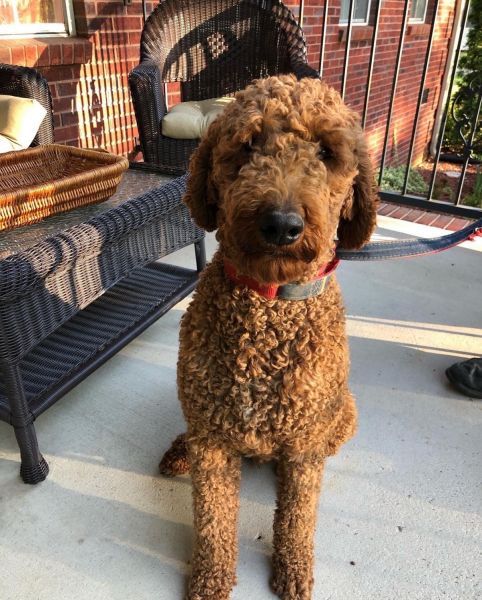 RED F1 Standard Goldendoodles