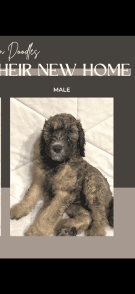 Male Goldendoodle