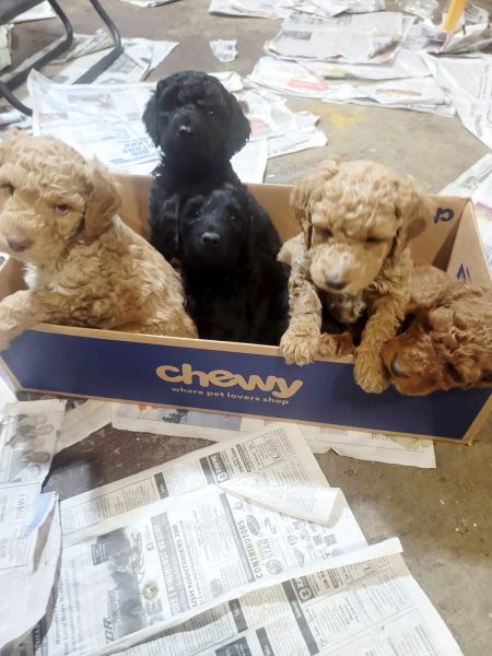 A loyal Dood is Golden