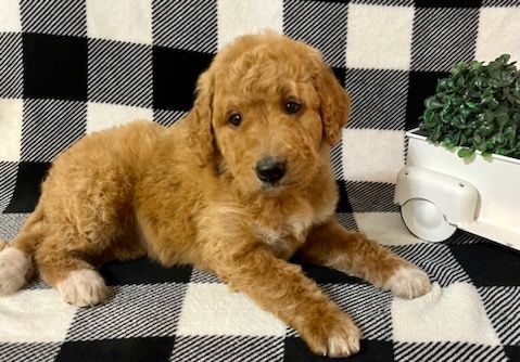 F2B Goldendoodle