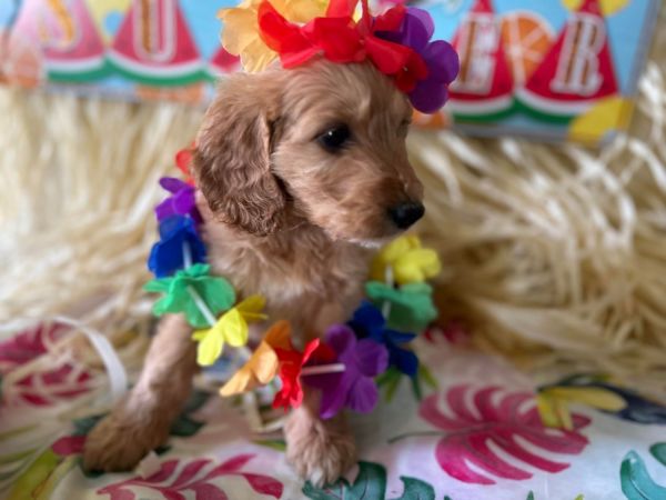 f1b miniature goldendoodle