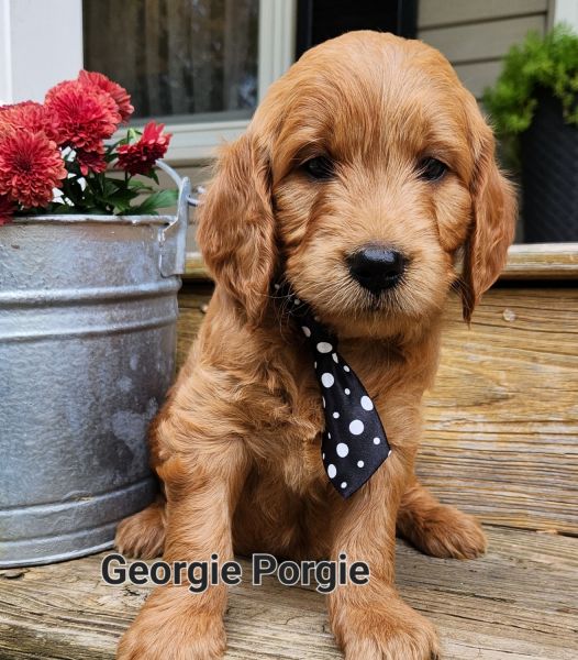 Darling F1B Goldendoodle
