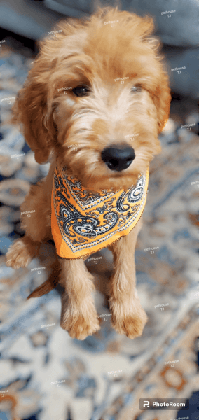 Goldendoodle Disponibles cachorros
