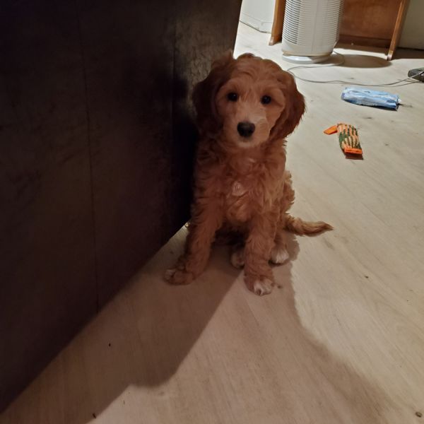 Mini Goldendoodle males