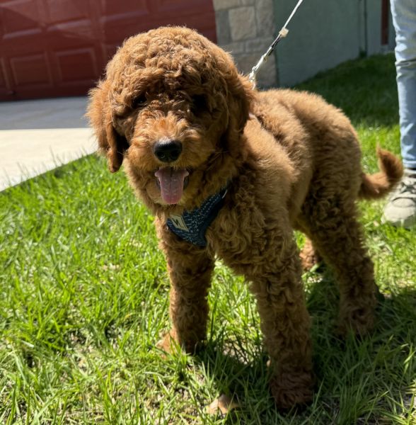 Goldendoodle
