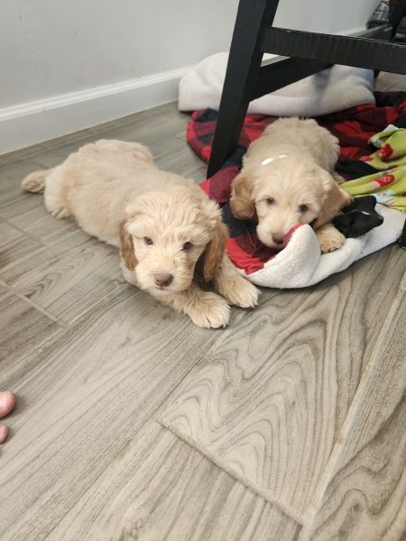 Mini Goldendoodles