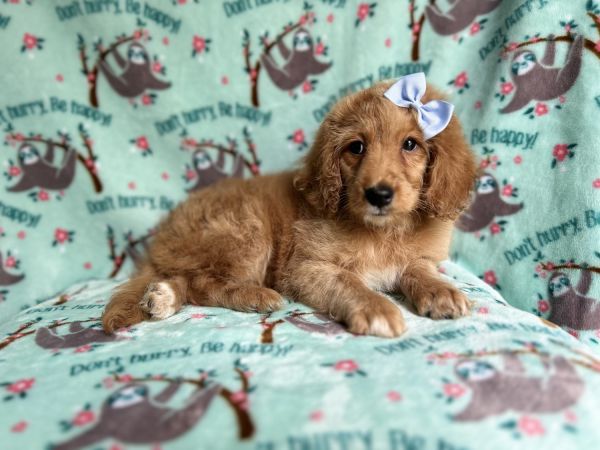 Cate- female mini goldendoodle