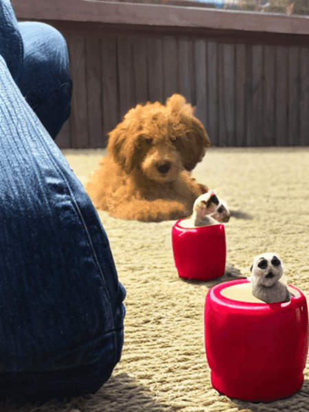Meet Sadies cutest minigoldendoodle