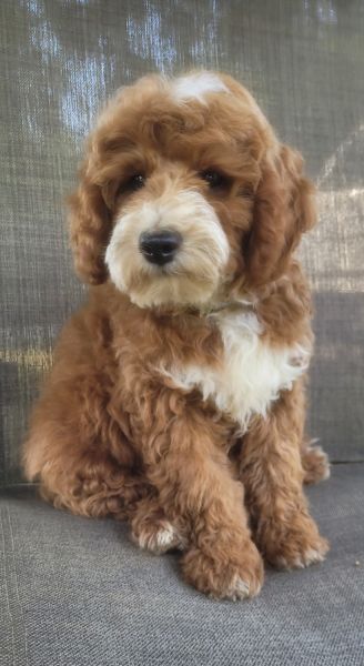 Minature Goldendoodle