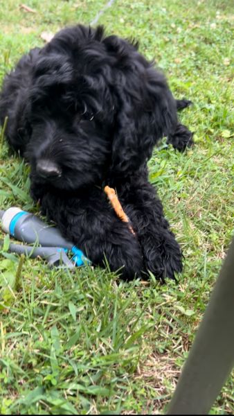 Sweet pups need a home