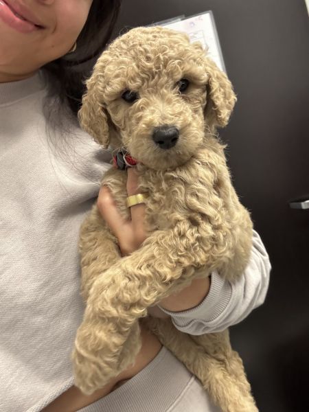 Standard Goldendoodle puppies