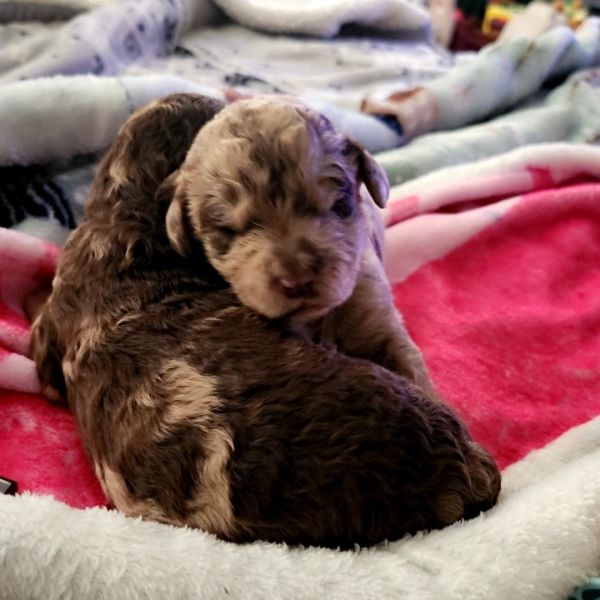Goldendoodle Puppies