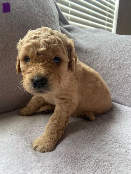Adorable golden doodle puppy ready for new home