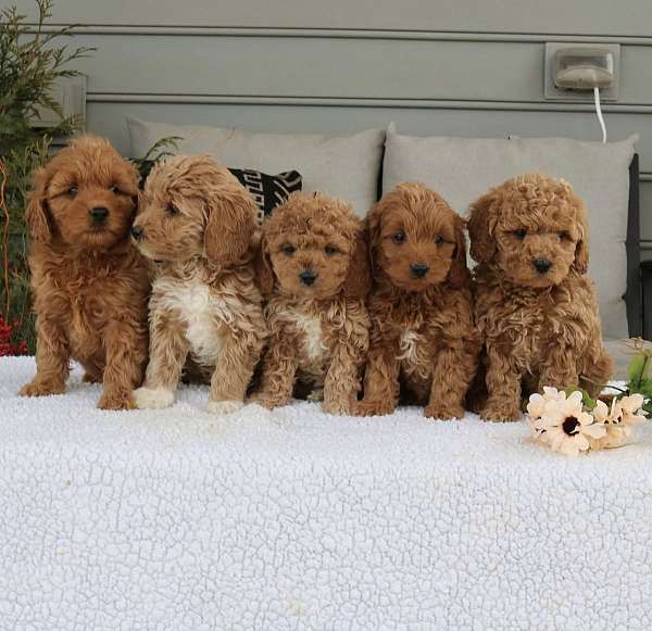 Outstanding Mini Goldendoodle Puppies