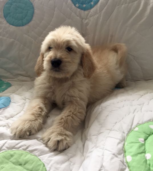 Goldendoodle puppies