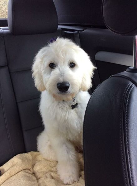 Gorgeous Goldendoodle Puppies