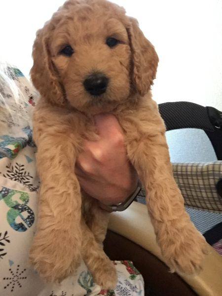 Mini Goldendoodle Puppies