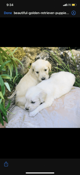 Goldendoodle puppies