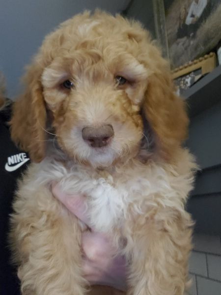 Goldendoodle F1bb