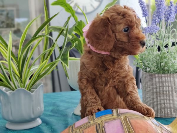 GOLDENDOODLE puppies RARE Red Petite