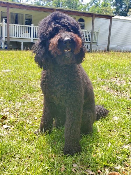 Pregnant Golden Mountain Doodle with CKC registered goldendoodle stud
