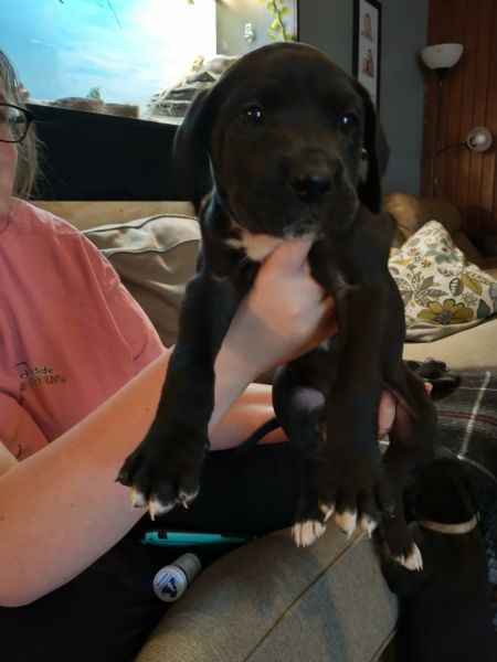 Great Dane puppies
