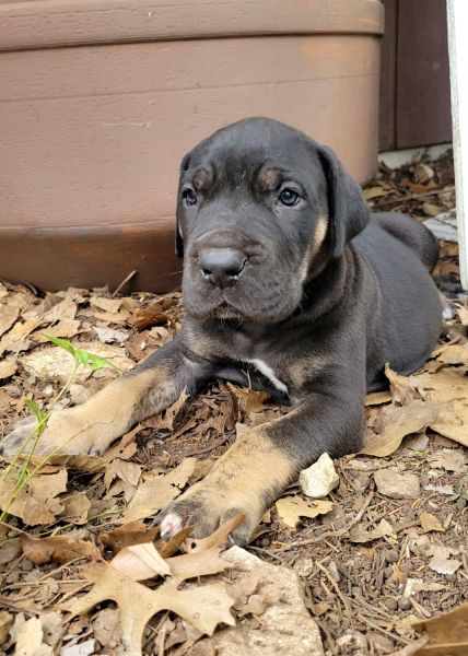 Great Dane Puppy