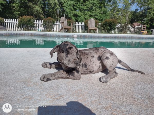AKC Great Dane/AKC Rodrhodesian Ridgeback