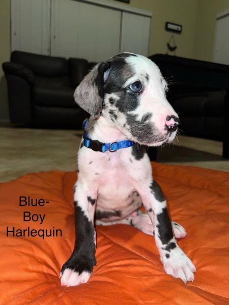GREAT DANE PUPPIES - PUREBRED