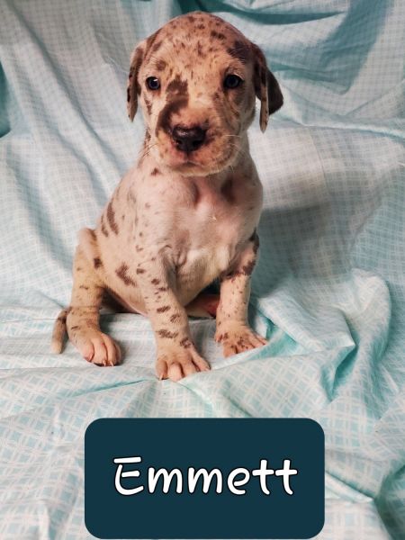 Mr Emmett Merle Great Dane Puppy