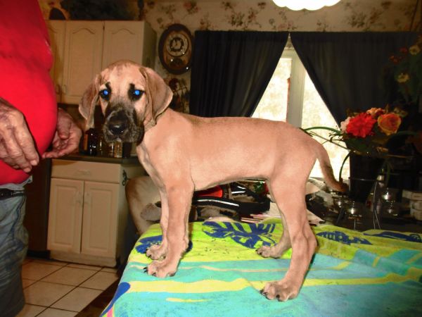 AKC Great Dane  Marmaduke  Puppies