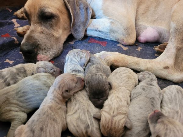 Blue Fawn Merle Great Dane Puppies