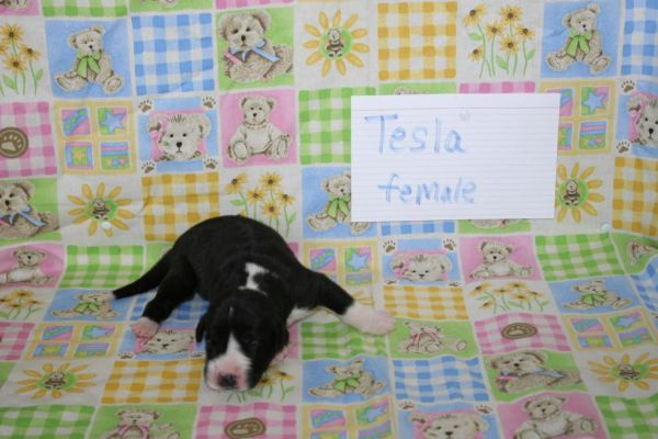 PUREBRED GREAT DANE PUPPIES