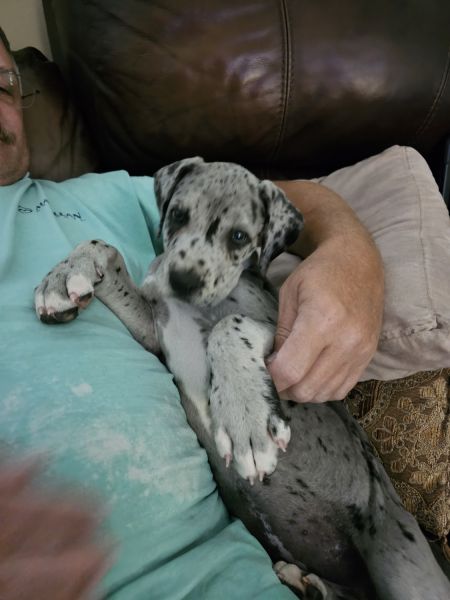 Pure breed great dane puppies