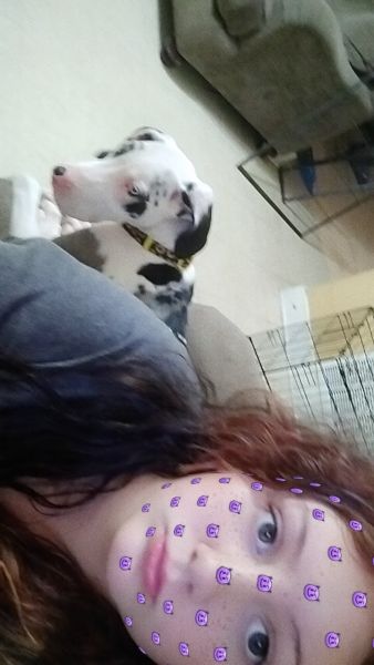 Year old Beautiful Great Dane!