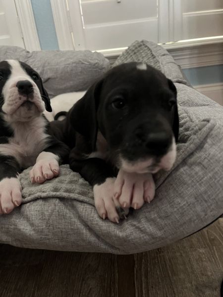 100 percent full Euro Great Dane puppies for sale