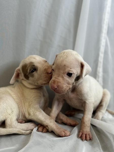 SELLING GREAT DANE PUPPIES