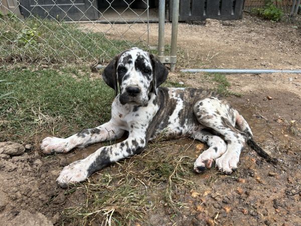 Great Dane puppies