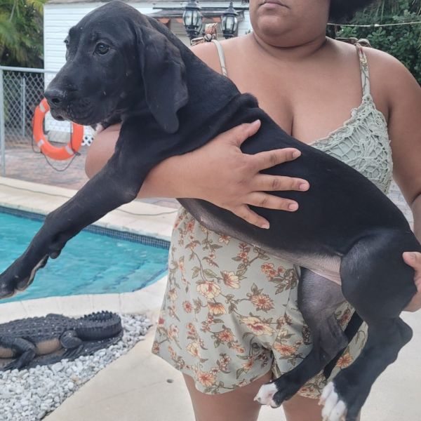 Great dane euro line puppies