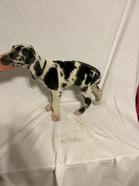 Here is your next best friend