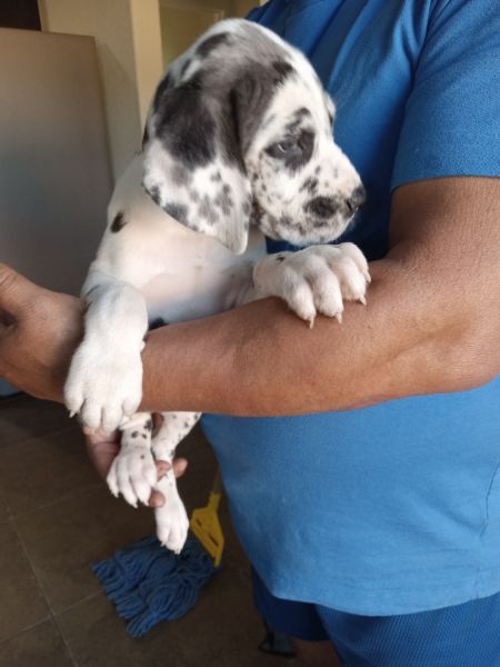 Great Dane Puppy