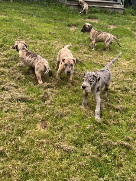 AKC Great Dane Puppies