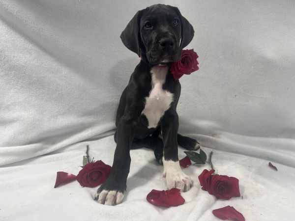Great Dane Puppies Akc Certified