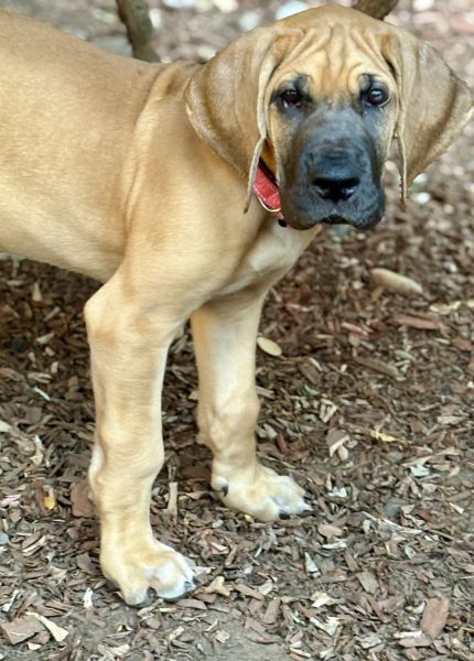 3 fawn Great Dane females