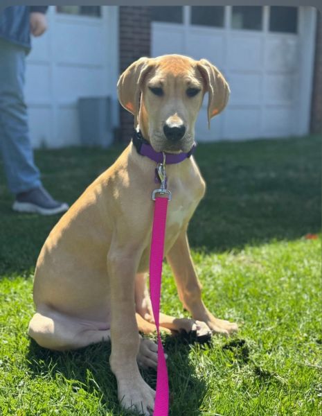 Great Dane 9 Month old