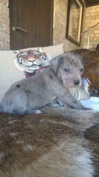 A.k.c Registered Huge Great Dane Puppies