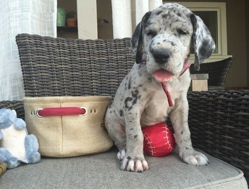 Female Great Dane Pup  star  ~