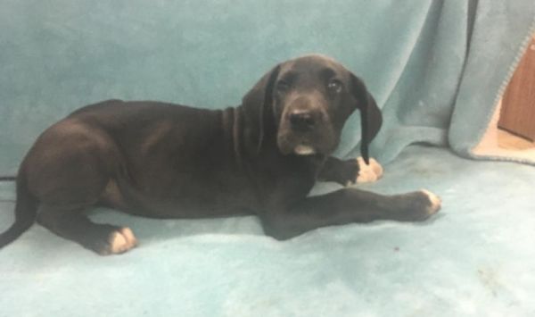 lovely great dane for sale