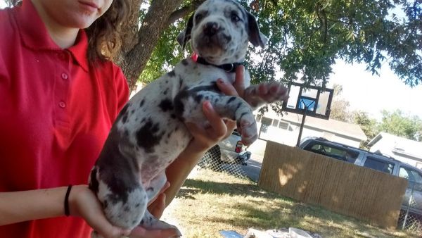 Great dane pups