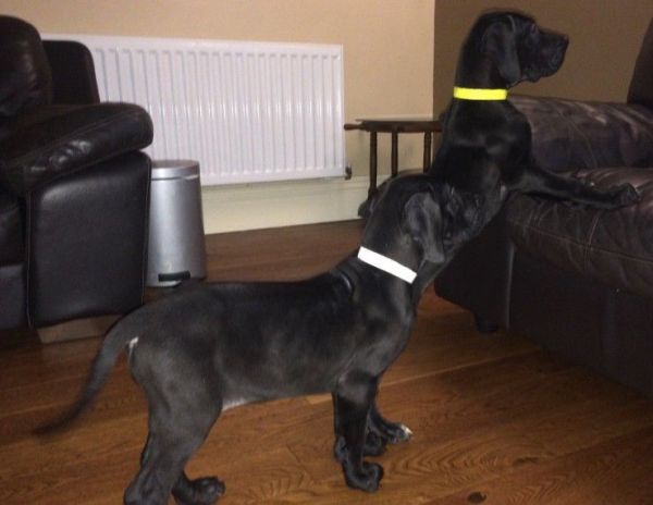 Stunning Great Dane Puppies